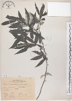 水麻藏品圖，第1張