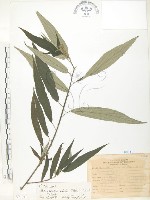 水麻藏品圖，第1張