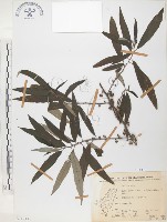 水麻藏品圖，第1張