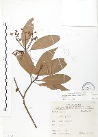 豬腳楠藏品圖，第1張