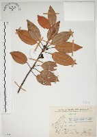 金新木薑子藏品圖，第1張