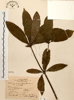 五掌楠藏品圖，第1張