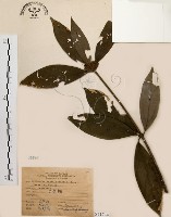 五掌楠藏品圖，第1張