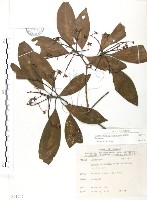 豬腳楠藏品圖，第1張