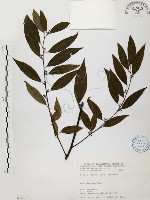 山胡椒藏品圖，第1張