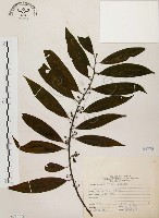 山胡椒藏品圖，第1張