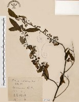 山胡椒藏品圖，第1張