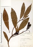 大葉楠藏品圖，第1張