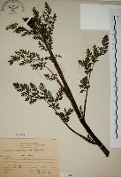 彎果黃菫藏品圖，第1張