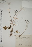 玉山茴香藏品圖，第1張