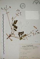 玉山茴香藏品圖，第1張