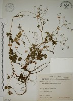 玉山茴香藏品圖，第1張