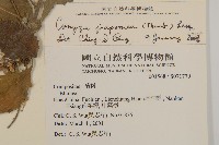 日本假蓬藏品圖，第2張