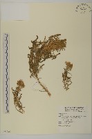 登錄號:S071780藏品圖，第1張