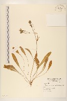 登錄號:S071782藏品圖，第1張