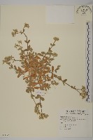 婆婆指甲菜藏品圖，第1張