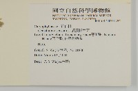 婆婆指甲菜藏品圖，第2張