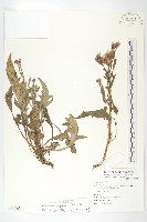 鳳毛菊藏品圖，第1張