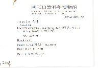 鳳毛菊藏品圖，第2張