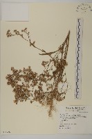 掃帚菊藏品圖，第1張