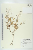 葶藶藏品圖，第1張