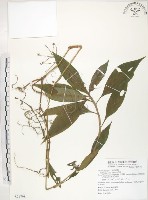 杜若藏品圖，第1張