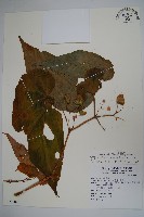 出雲山秋海棠藏品圖，第1張