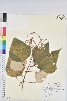 白匏子藏品圖，第1張