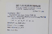 長穗馬藍藏品圖，第2張