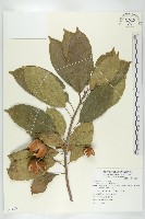 猴歡喜藏品圖，第1張