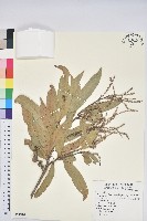 細葉三斗石櫟藏品圖，第1張