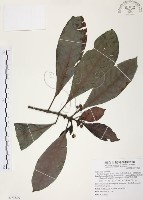 九節木、牛屎烏、青龍吐霧藏品圖，第1張