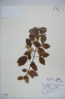 呂宋莢迷藏品圖，第1張