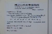 呂宋莢迷藏品圖，第2張