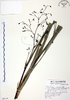 桔梗蘭藏品圖，第1張