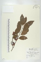 山紅柿藏品圖，第1張