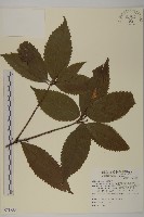 草珊瑚、紅果金粟蘭藏品圖，第1張
