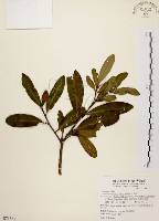 大頭茶藏品圖，第1張
