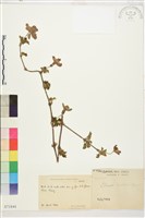 繡球藤藏品圖，第1張