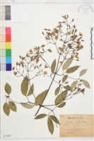 柱果鐵線蓮藏品圖，第2張