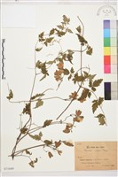 登錄號:S071849藏品圖，第1張