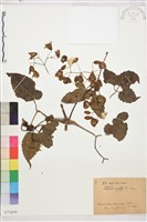 杯柄鐵線蓮藏品圖，第1張