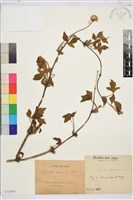 金毛鐵線蓮藏品圖，第1張