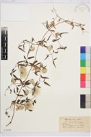 威靈仙藏品圖，第1張