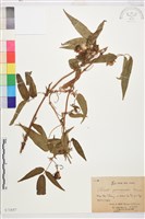 雲南鐵線蓮藏品圖，第1張