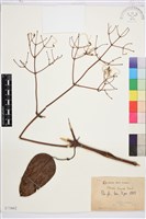 小木通藏品圖，第1張