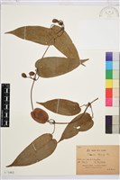 亨利氏鐵線蓮藏品圖，第1張