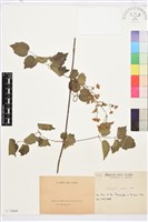 串鼻龍藏品圖，第1張