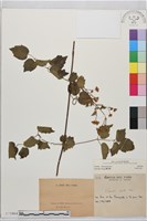 登錄號:S071864藏品圖，第2張