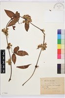 滑葉藤藏品圖，第1張